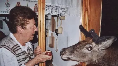 A destra il cervo Attila prende il cibo dalla finestra della baita della famiglia Mazzucco a Ospitale Sotto Mazzucco salito alla baita anche in inverno per sfamare Attila
