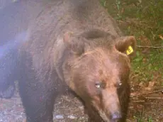 L’orso Dino involontario artefice dei guai giudiziari di un anziano cadorino