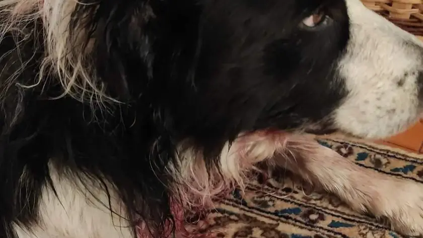 Jack, il border collie di Tanya Balzan, con i segni dell'aggressione