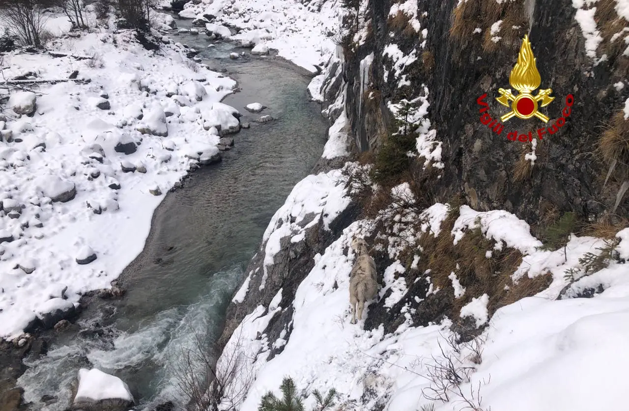 La pecora bloccata in un punto scosceso in riva al Piave a Santo Stefano di Cadore (Foto vigili del fuoco)