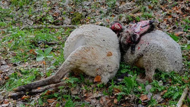 A San Martino di Chies d'alpago vengono ritrovate alcune pecore sbranate. si pensa all'orso