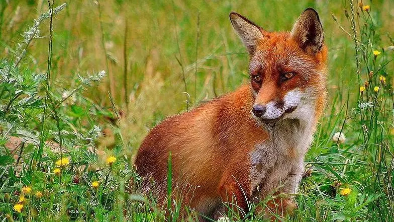 Una volpe in un prato Una volpe sono questi animali il vettore del virus Sopra una volpe rossa e' epidemia di rabbia tra i selvatici