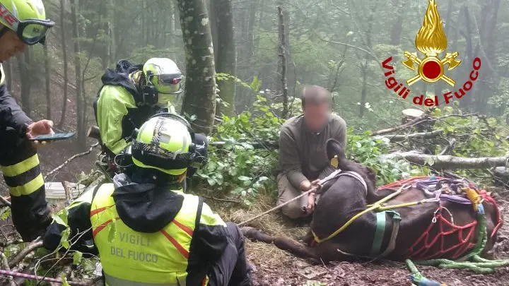 Il recupero della mucca finita in un dirupo a Setteville