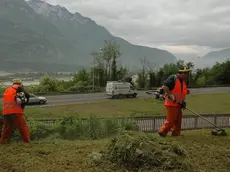 Si sfalcia a mano o con le macchine operatrici lungo le strade