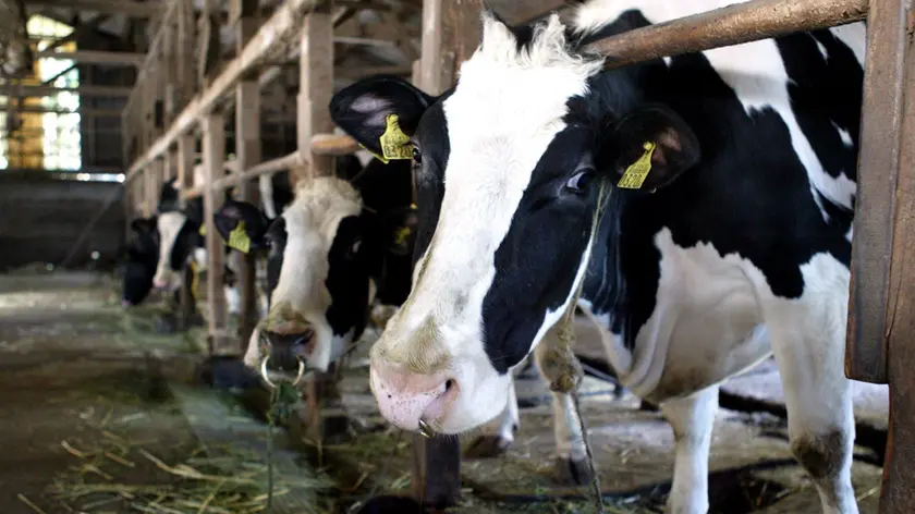 20090130 - ROMA - ECO - PARMALAT: CRESCE INCERTEZZA TRA ALLEVATORI, DEBITO 120 MLN - Mucche all'interno di una stalla in una foto di archivio. ..Il Consiglio dei Ministri ha approvato, secondo quanto si apprende da fonti governative, il decreto legge sulle quote latte presentato dal Ministro delle Politiche agricole alimentarie e forestali Luca Zaia..Il Decreto sulle quote latte sana una vicenda che si trascina da 25 anni e che solo nella campagna ..lattiera 2007-2008 e' costata all'Italia 160 mln di multe. Il decreto arriva dopo un accordo con Bruxelles siglato il 20 novembre scorso e che ha attribuito all'Italia 620.000 tonnellate di produzione in piu' per un valore di mercato di circa 240 milioni di euro. .. EVERETT K. BROWN/ANSA-ARCHIVIO/ KLD