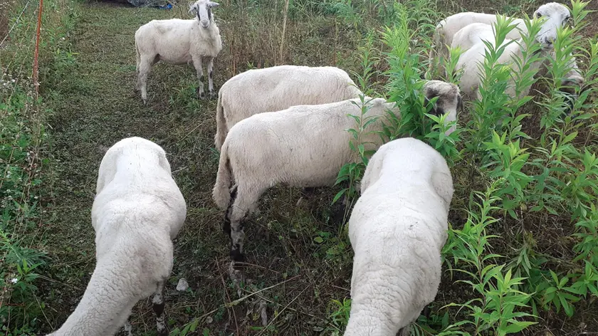 Le pecore di Sheila D’Alto prima che arrivasse l’attacco del lupo martedì mattina
