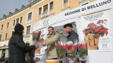 Sopra un gazebo dell’Ail di Belluno