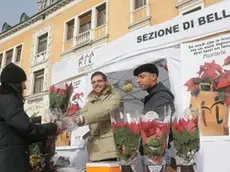 Sopra un gazebo dell’Ail di Belluno