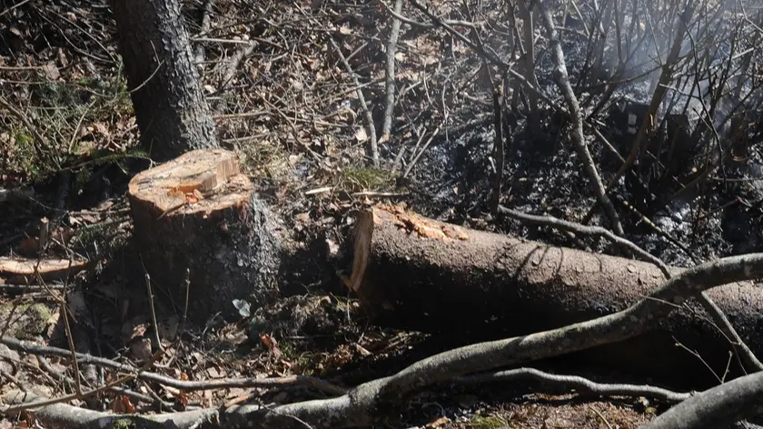 In un bosco di Listolade sotto il civetta muore folgorato un trentasettenne di falcade. Tagliando un albero colpisce accidentalmente un cavo dell'altatensione.