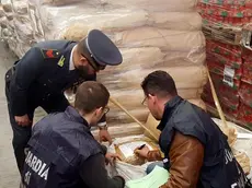 Ventuno tonnellate di cibo scaduto e in alcuni casi anche infestato da parassiti sono state sequestrate nei giorni scorsi dai militari della Guardia di Finanza di Parma nel corso di un'operazione, denominata "Bad Food", nell'ambito del contrasto alle frodi agroalimentari e della prevenzione della salute pubblica. Le materie prime alimentari potenzialmente nocive erano destinate alla produzione dei cosiddetti "cibi pronti". Parma, 6 giugno 2017. ANSA/ GUARDIA DI FINANZA +++ ANSA PROVIDES ACCESS TO THIS HANDOUT PHOTO TO BE USED SOLELY TO ILLUSTRATE NEWS REPORTING OR COMMENTARY ON THE FACTS OR EVENTS DEPICTED IN THIS IMAGE; NO ARCHIVING; NO LICENSING +++