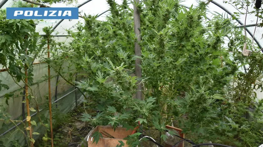 La serra di marijuana sequestrata dalla polizia