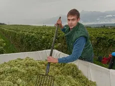 La prima vendemmia nel vigneto di venti ettari a Centore nella tenuta di Agostino Zadra