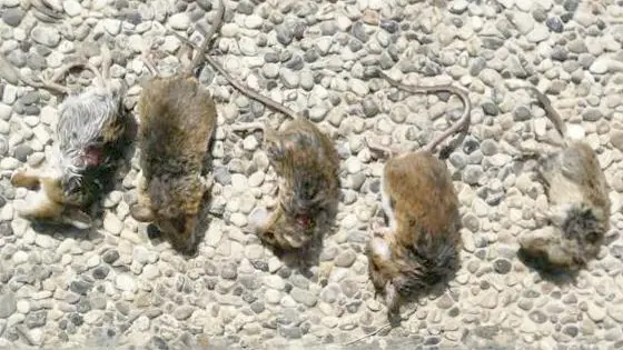 Alcuni topi trovati morti uno accanto all'altro nei giorni scorsi