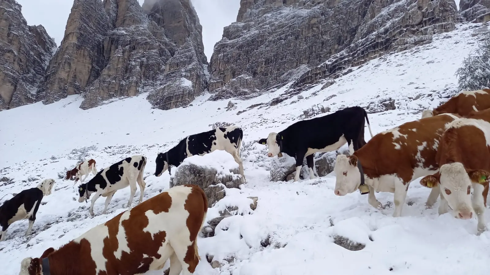 Crollo delle temperature e cime imbiancate nella notte tra venerdì e sabato 17 settembre. Le immagini dai rifugi, dal Sellaronda bike day, dal Cai e dagli appassionati