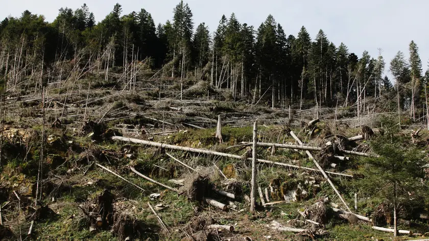 Vaia, il bosco non sarà più quello di prima: il dossier al ministero