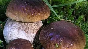 I pregiati porcini