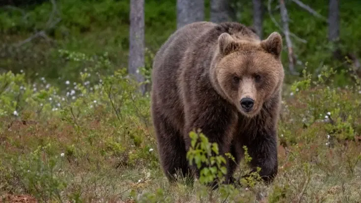 Un orso