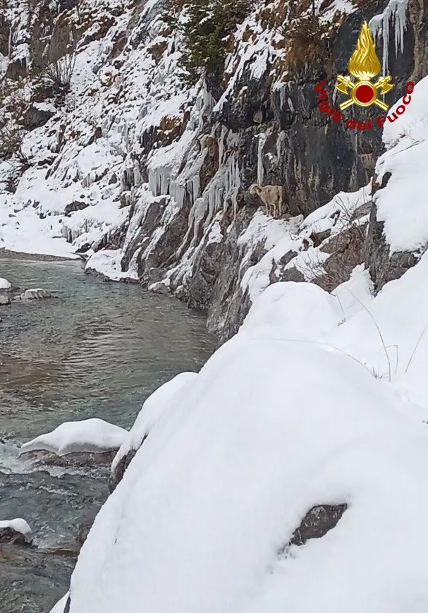 La pecora e l'agnellino bloccati sul greto innevato del Piave a Santo Stefano di Cadore (Foto vigili del fuoco)