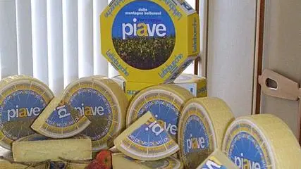 Forme di Piave, il piu' conosciuto formaggio Lattebusche