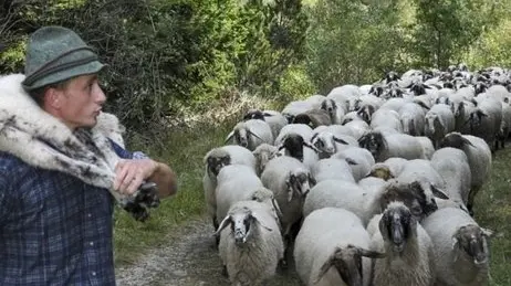 Chies D'Alpago, 29 agosto 2008. Il Ministro per le politiche agricole Luca Zaia guida la smonticazione per dimostrare che la pecora alpagota ha un futuro se inserita in una dinamica di promozione complessiva delle tipicità di quest'area.