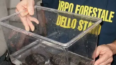 Le tartarughe azzannatrici e il crotalo sequestrati insieme al mostro Gila dalla forestale