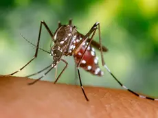 2002, Atlanta, Georgia, USA --- A blood-engorged female Aedes albopictus mosquito feeds on a human host. Under successful experimental transmission, Aedes albopictus has been found to be a vector of West Nile Virus. --- Image by © CDC/PHIL/CORBIS