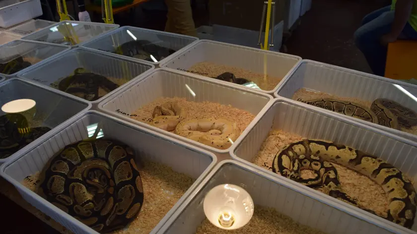 Serpenti in mostra