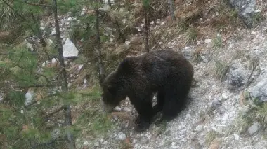 L’orso Dino e le marmotte sono due dei temi su cui si sviluppano le Letture pensate