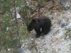 L’orso Dino e le marmotte sono due dei temi su cui si sviluppano le Letture pensate