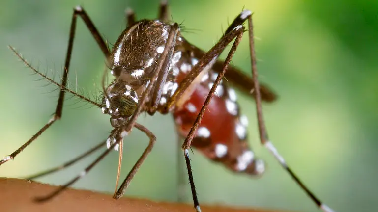 2002, Atlanta, Georgia, USA --- A blood-engorged female Aedes albopictus mosquito feeds on a human host. Under successful experimental transmission, Aedes albopictus has been found to be a vector of West Nile Virus. --- Image by © CDC/PHIL/CORBIS