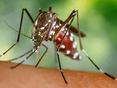 2002, Atlanta, Georgia, USA --- A blood-engorged female Aedes albopictus mosquito feeds on a human host. Under successful experimental transmission, Aedes albopictus has been found to be a vector of West Nile Virus. --- Image by © CDC/PHIL/CORBIS