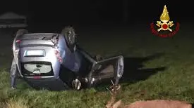 Un incidente stradale con un cervo