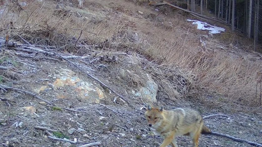Lo sciacallo dorato ripreso da una fototrappola in Cadore