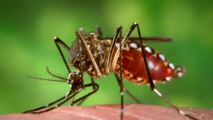 La zanzare specie "aedes aegypti": diffonde la Dengue