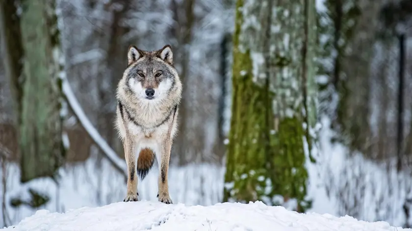 Wolf (Canis lupus) in the Show Reserve in Bia=owie????a, Eastern Poland, 5 January 2019. ANSA/Wojciech Pacewicz POLAND OUT