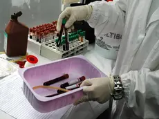 Provette in un laboratorio, in una foto d'archivio. Stanno dando risultati positivi i primi test che permettono di fare la diagnosi di un tumore semplicemente con l'analisi del sangue. ..VIRGINIA FARNETI/GID