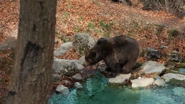 - ORSO SUPERSTAR. Sono stati gli orsi bruni, ospitati negli appositi recinti, e tutte le altre specie autoctone che popolano l'area protetta di Spormaggiore, a decretare il grande successo del Parco faunistico che nel corso dell'estate ha visto un incremento di visitatori superiore al 40% ripetto allo scorso anno: quota 40 mila e' a portata di mano.