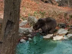 - ORSO SUPERSTAR. Sono stati gli orsi bruni, ospitati negli appositi recinti, e tutte le altre specie autoctone che popolano l'area protetta di Spormaggiore, a decretare il grande successo del Parco faunistico che nel corso dell'estate ha visto un incremento di visitatori superiore al 40% ripetto allo scorso anno: quota 40 mila e' a portata di mano.