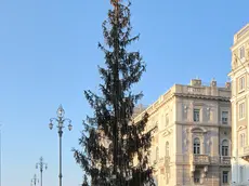 Lasorte Trieste 25/11/11 - Piazza Unità, Albero di Natale