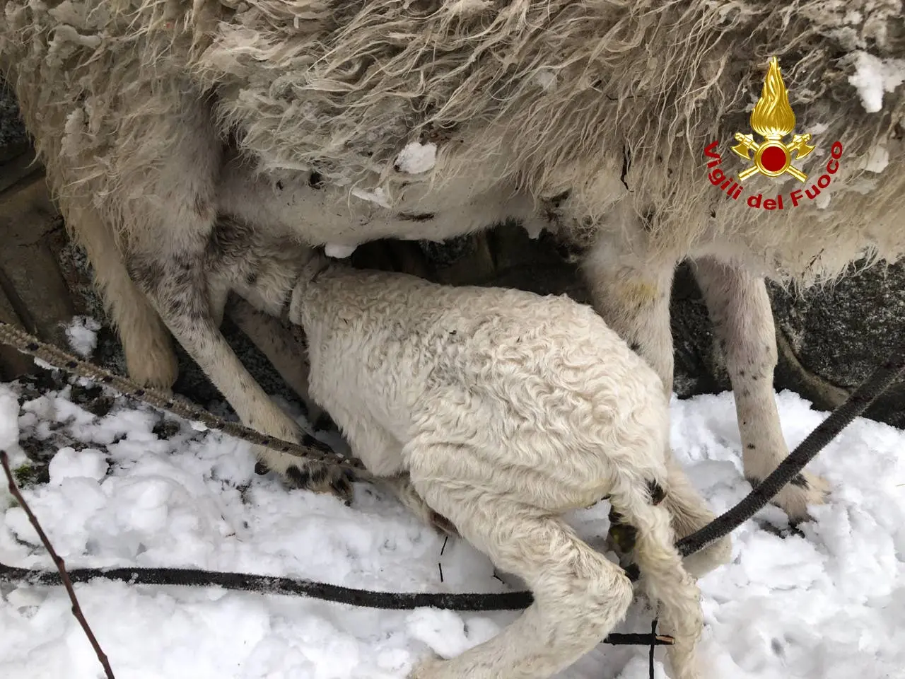 L'agnellino e la pecora salvati dal vigili del fuoco di Santo Stefano di Cadore ad Acquatona (Foto vigili del fuoco)
