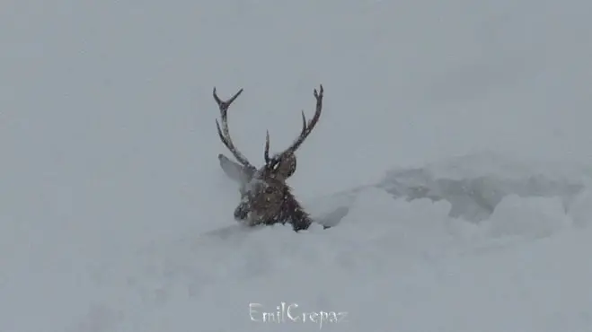 Un cervo avanza nella neve: è la foto simbolo della nevicata di fine gennaio 2014 scattata da Emil Crepaz