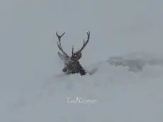 Un cervo avanza nella neve: è la foto simbolo della nevicata di fine gennaio 2014 scattata da Emil Crepaz