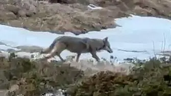 La lupa avvistata sul Col Visentin
