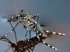 La zanzara tigre è già presente da qualche anno nel Feltrino Ora è arrivata anche la zanzara coreana