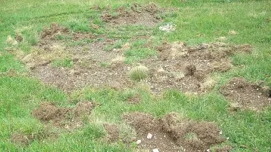 Un campo dissestato dopo il passaggio dei cinghiali