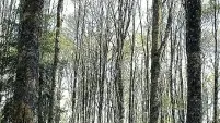 La foresta del Cansiglio