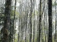 La foresta del Cansiglio