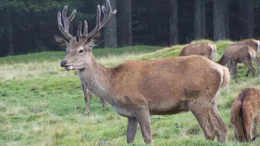 - In foto un cervo nel bosco del Cansiglio