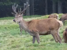 - In foto un cervo nel bosco del Cansiglio