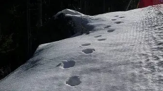 Tre immagini delle orme lasciate dall’orso sulla neve sopra San Vito: la scoperta del suo passaggio è avvenuta ieri mattina mentre i tecnici della ski area sanvitese stavano salendo in cima alla seggiovia